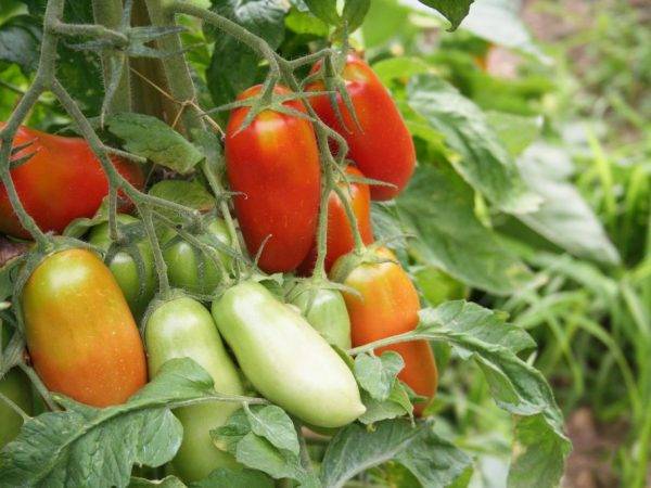 Выращивание томата ракета