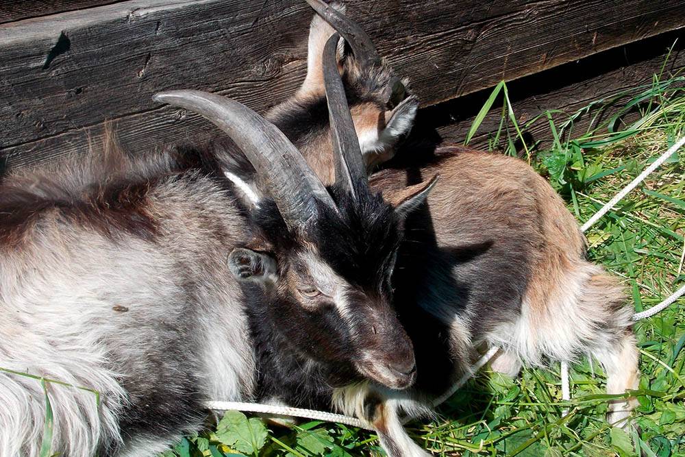 Продолжительность жизни коз: влияние породы на срок жизни, правила ухода за животным