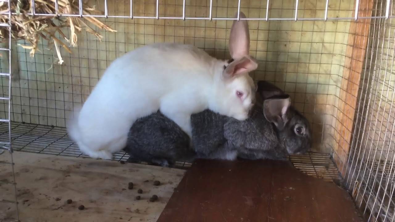 Как проходят роды и как правильно помочь крольчихе