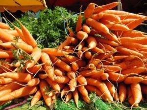 Ранние скороспелые сорта моркови: Курода, Шантане, Кордоба и другие