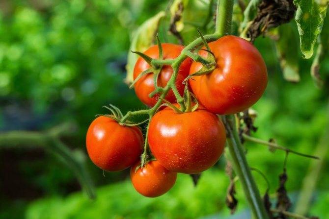Описание сорта томата Русские купола, особенности выращивания и ухода