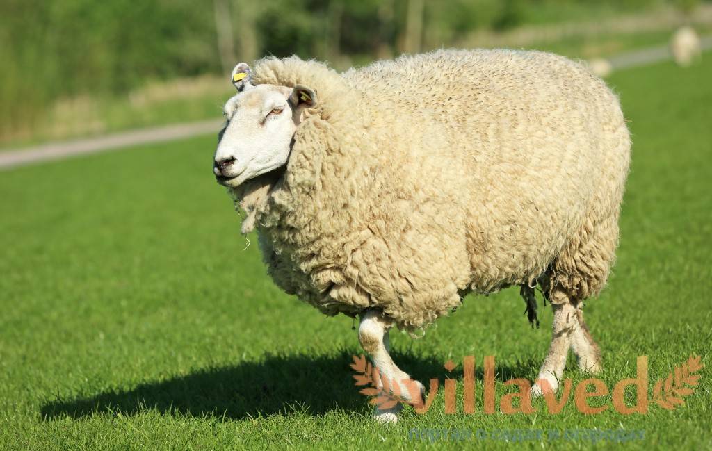 Гиссарские овцы — особенности породы