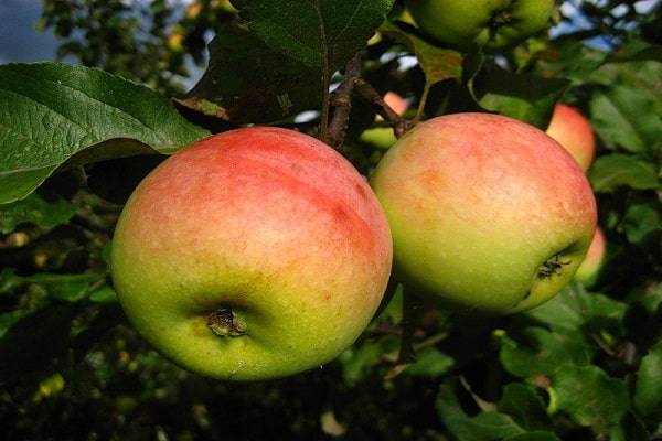 Описание сорта яблонь Победа (Черненко) и характеристики урожайности