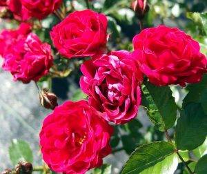 Описание и правила выращивания чайно-гибридной розы сорта анастасия