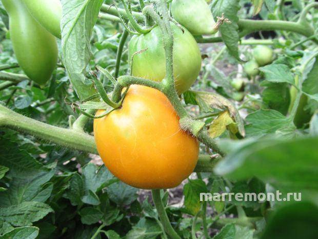 Выращивание томата чудо гроздь