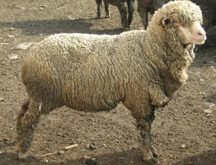 Виды классификации пород овец, по каким критериям разделяются и описание