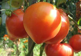 О лучших сортах помидор: названия, характеристики и описания сортов