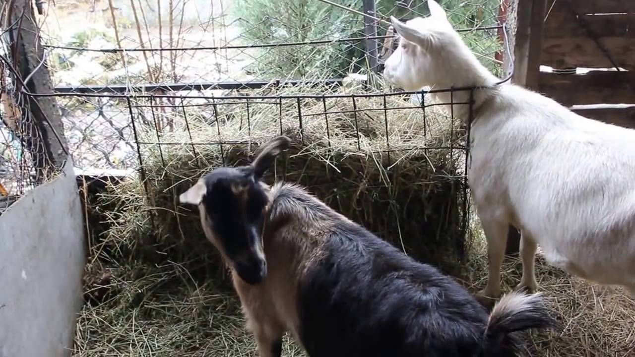 Как проходит окот у козы? всё, что нужно знать фермеру!