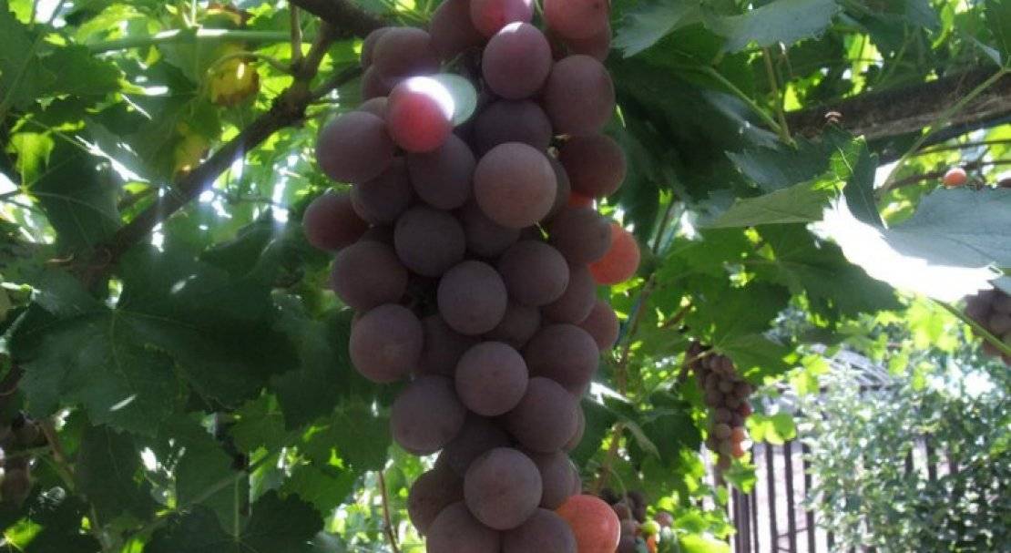 Виноград рута: описание сорта, фото и отзывы садоводов