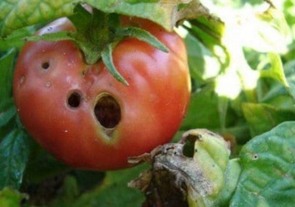 Комфортный в выращивании на дачных участках томат — каскадер: отзывы и описание сорта