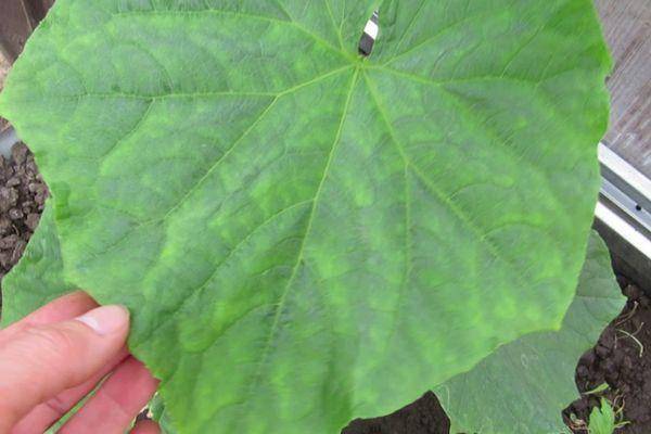 Причины бледно-зеленых листьев огурцов и методы борьбы с проблемой