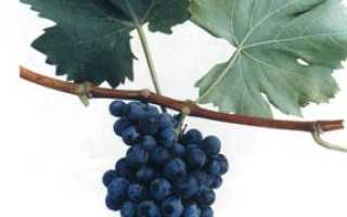 Описание черного и белого сорта винограда Амурский, посадка и уход, размножение