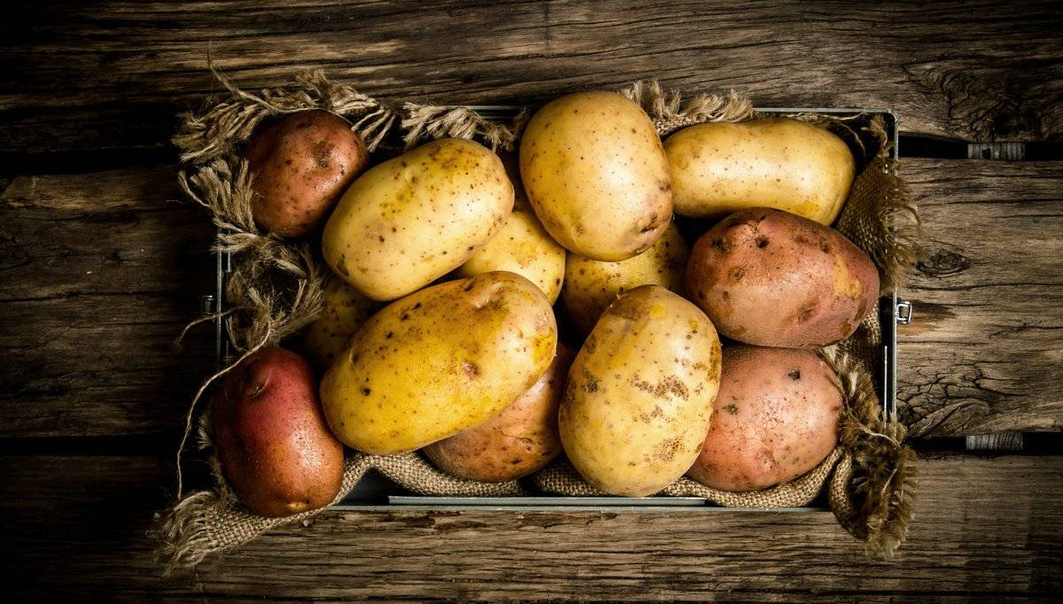 Когда зацветает картошка после посадки. когда копать картошку — собираем урожай после цветения. уход за картофелем по окончании цветения