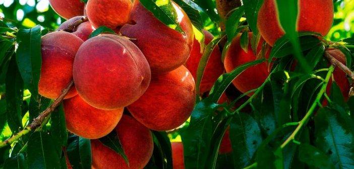 Как вылечить курчавость персика: методы борьбы, народные средства