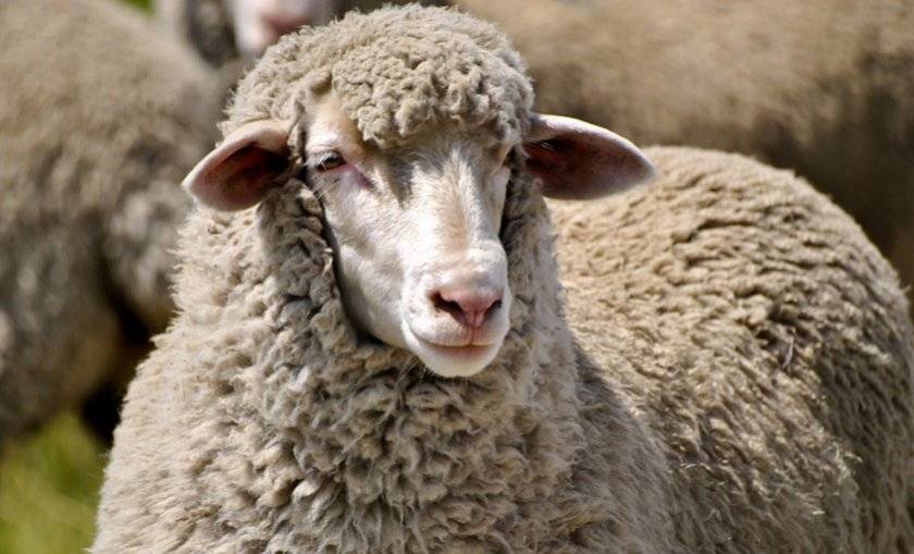 Ставропольский казак дает онлайн-уроки по стрижке овец