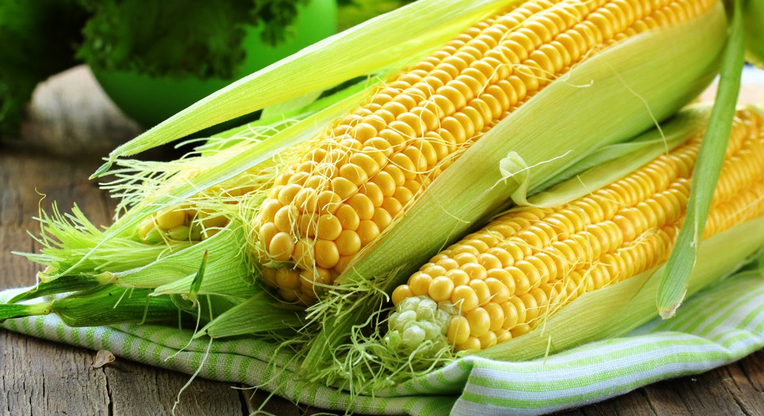 Как вырастить самую вкусную и сладкую кукурузу на своём участке