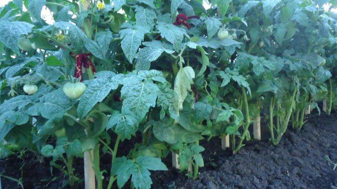 Характеристика, выращивание и описание томата демидов