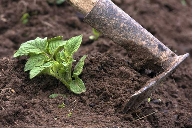 Технология выращивания картофеля из семян: посев