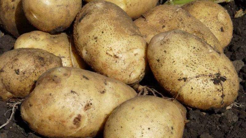 Описание сорта картофеля зекура, его характеристика и урожайность