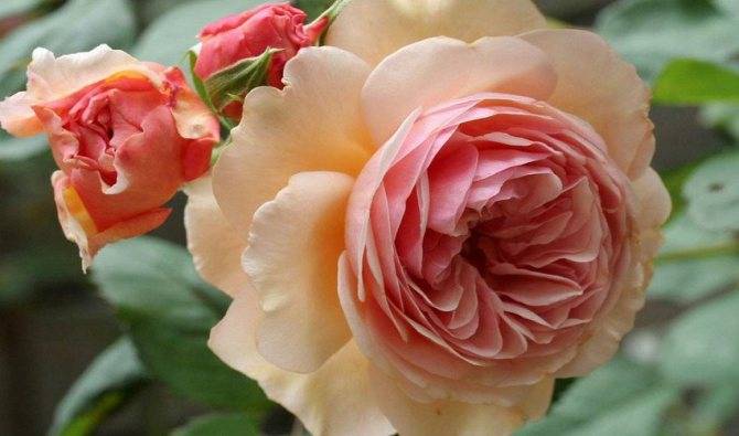 Английская роза: уход и выращивание