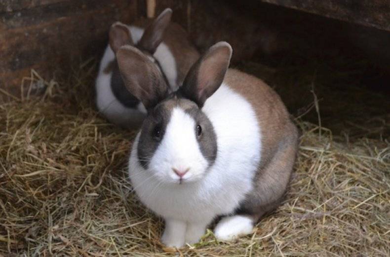 Болезни кроликов и как их лечить в домашних условиях