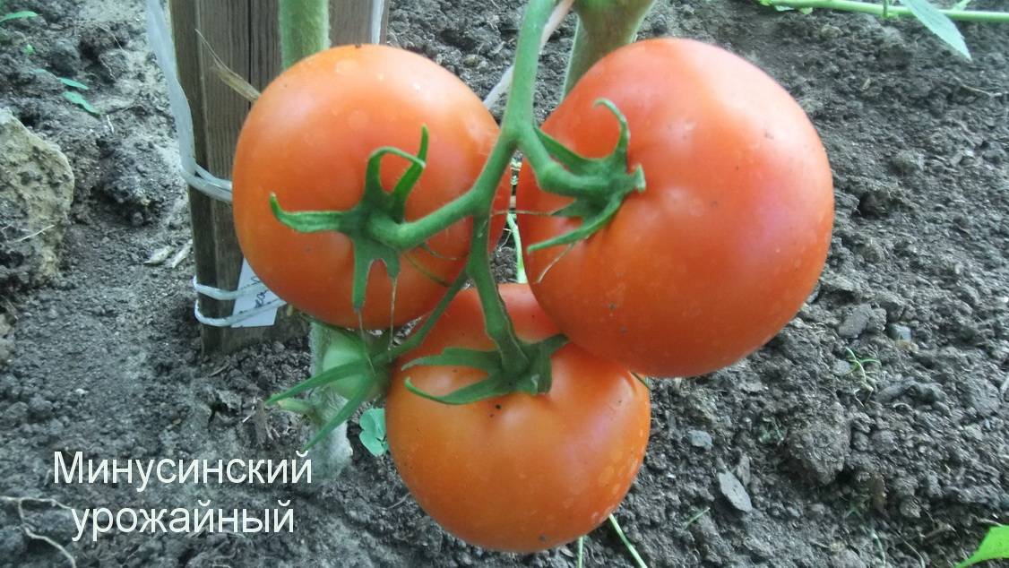 Чем ценны минусинские томаты