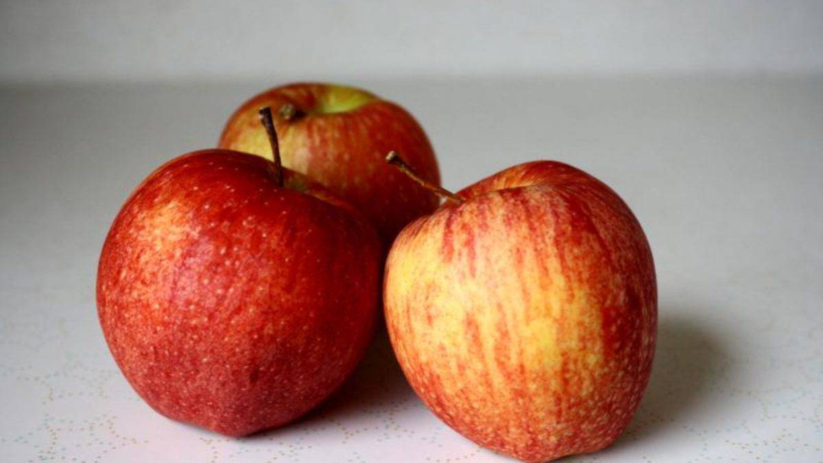 Яблоня серебряное копытце: особенности сорта и ухода