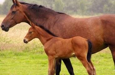 Беременность и роды у лошади: признаки, продолжительность, процесс