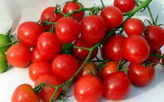 Описание сорта томата петр первый — как поднять урожайность