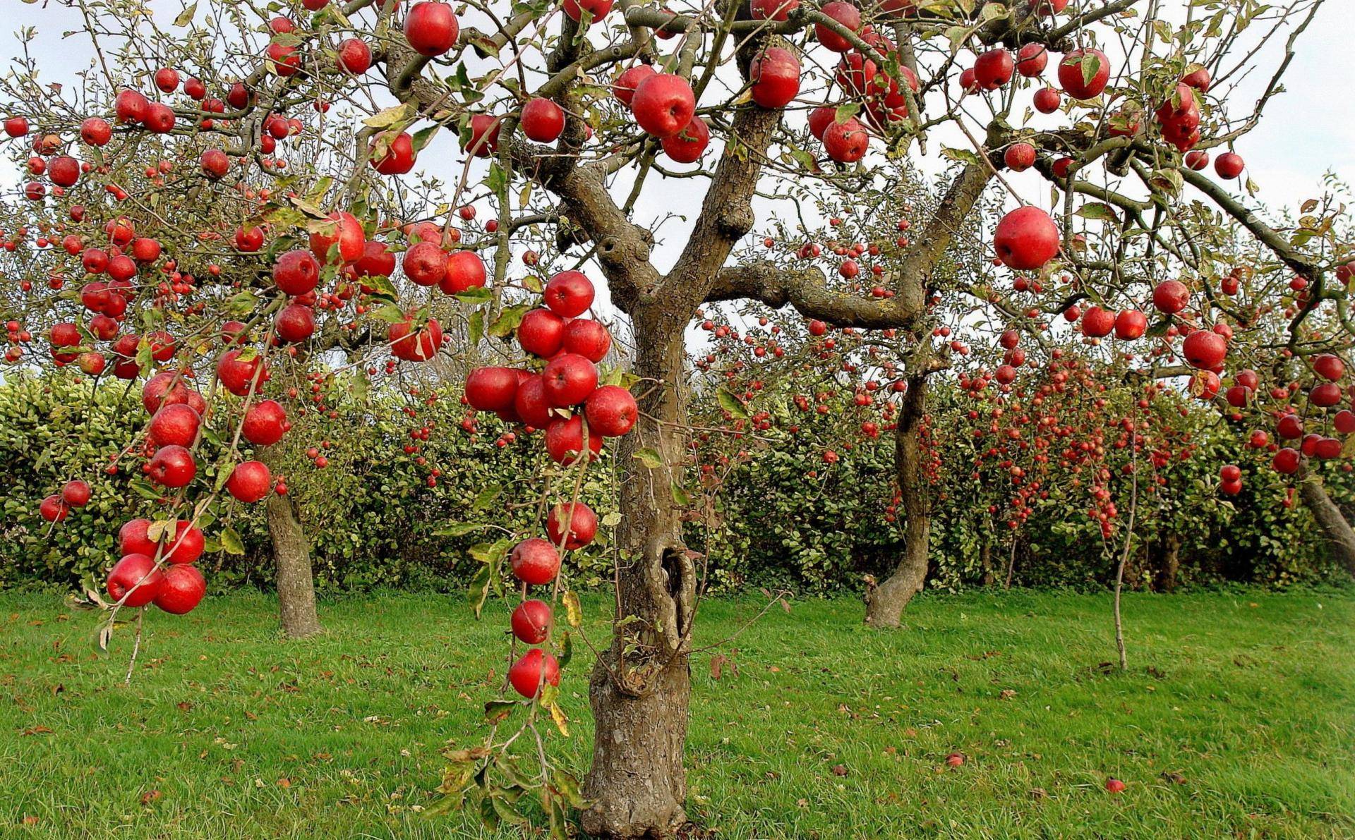 Описание и характеристики сорта декоративной яблони рудольф, плюсы и минусы, выращивание