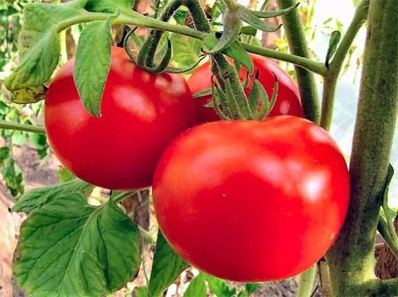 Подготовка семян помидор к посадке на рассаду: обработка, как замачивать