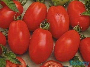 Сорта и гибриды низкорослых томатов, или помидоры для ленивых