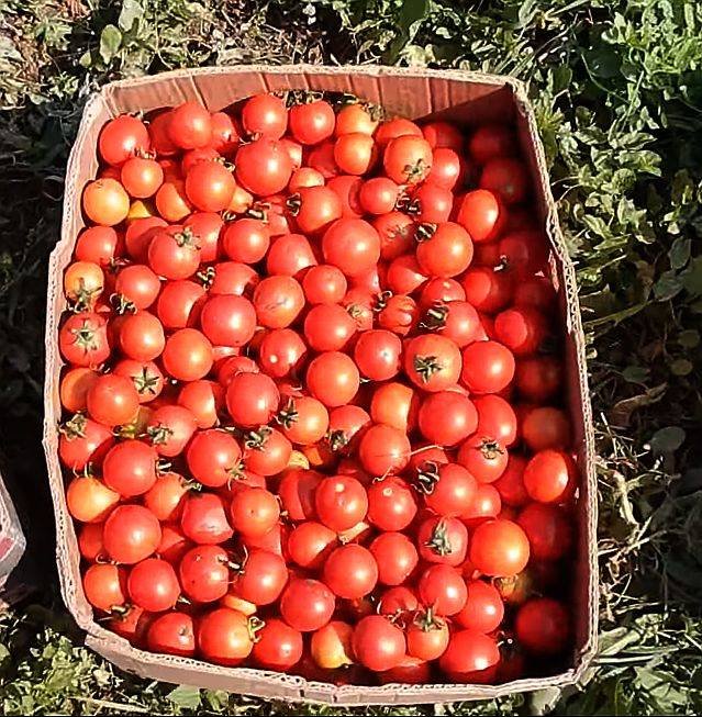Супер урожайный томат асвон f1 — подробное описание, агротехника, отзывы