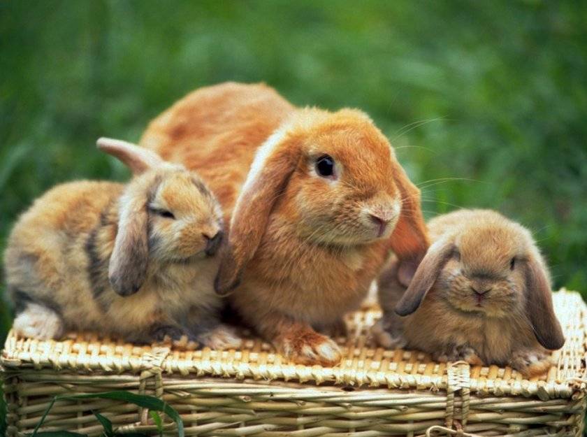 Чем кормить беременную крольчиху до окрола: правильное решение