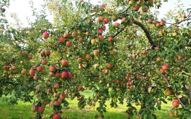Яблоня аркадик — описание сорта, фото, отзывы