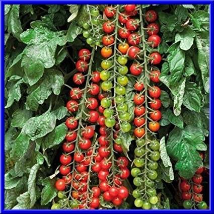 Подробное описание сорта томатов рапунцель