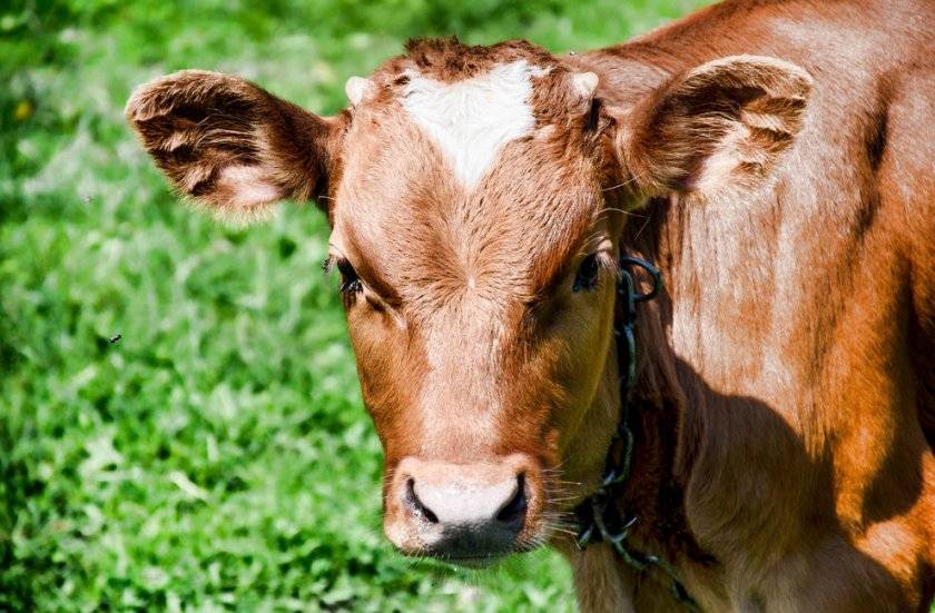 Как подготовиться к родам коровы и принять теленка, возможные осложнения
