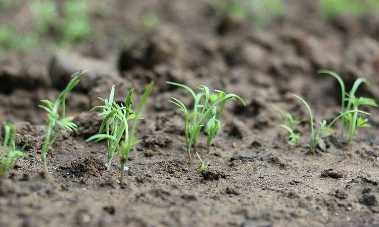 Как правильно выращивать укроп в открытом грунте?