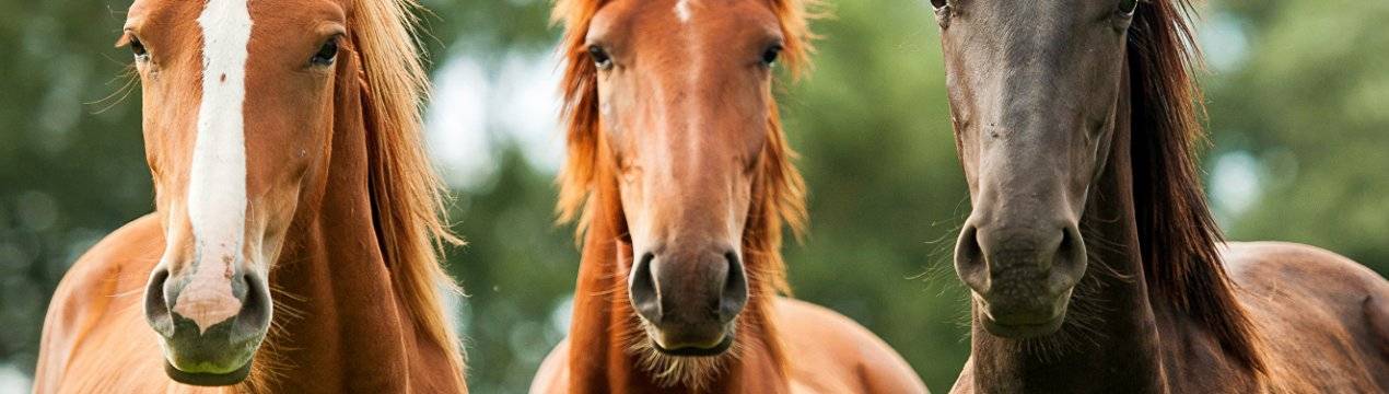 Болезни лошадей — симптомы, лечение и профилактика