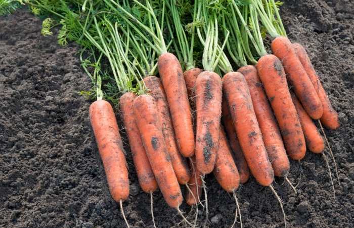 Характеристика и описание сорта моркови Нантская, сроки созревания и выращивание