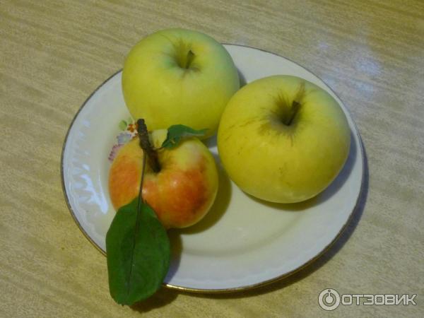Устойчивая к парше и морозам — яблоня алтайская румяная