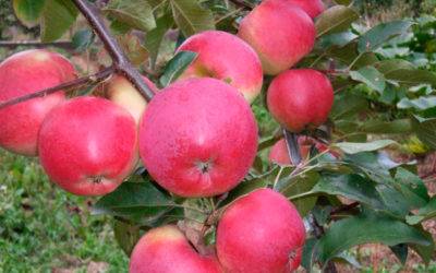 Советы по посадке яблони с закрытой корневой системой летом и не только