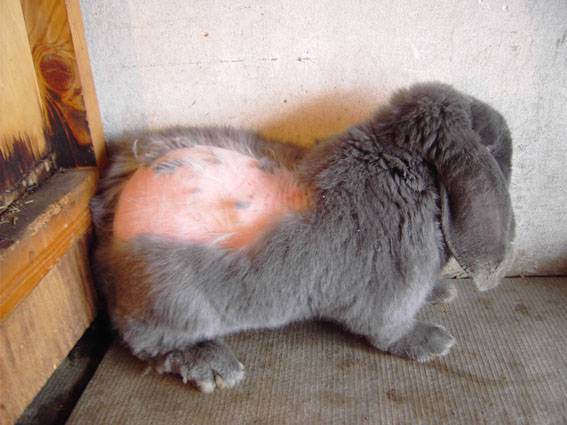 Лысый кролик: причины и лечение облысения