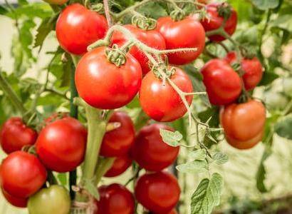 Характеристика и описание сорта томата Черри Клубничный, его урожайность