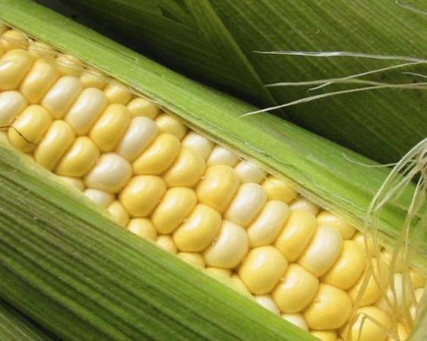 Кукуруза фуражная кормовая: лучшие сорта, как отличить от пищевой