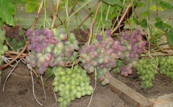 Виноград низина