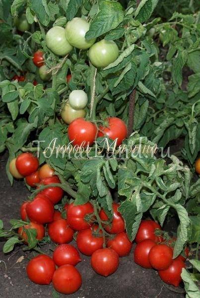 Описание сорта томата моя любовь и его характеристики