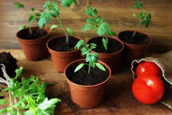 Как пикировать рассаду помидоров в домашних условиях