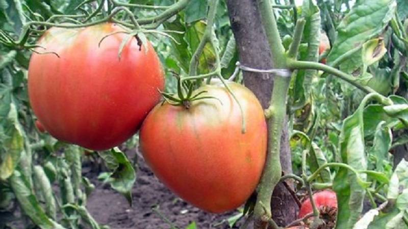 Уникальный солнечный сорт томатов «медовый король» никого не оставит равнодушным