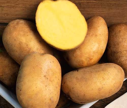 Картофель «гала»: описание сорта, фото и отзывы